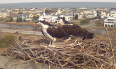 Ospreys in their nest on river