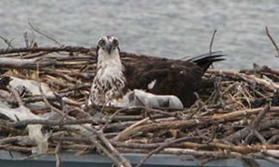 Single osprey in nest